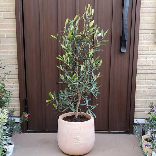 大きなオリーブの木♪ひなかぜ テラコッタ鉢植え 観葉植物 シンボル