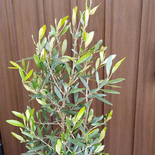 大きなオリーブの木♪ひなかぜ テラコッタ鉢植え 観葉植物 シンボル