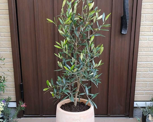大きなオリーブの木♪ひなかぜ テラコッタ鉢植え 観葉植物 シンボル