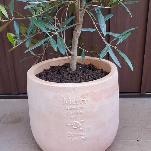 大きなオリーブの木♪ひなかぜ テラコッタ鉢植え 観葉植物 シンボル