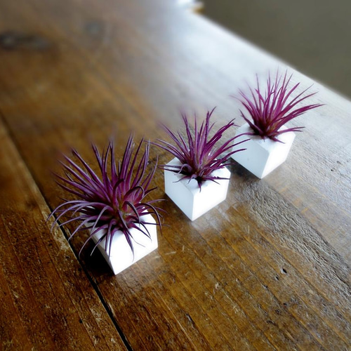 多肉植物のアロマストーンキューブ □ Sサイズ □ ミニチランジア エア