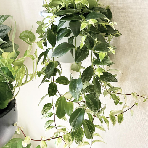 ［現品］C エスキナンサス　ラディカンス　斑入り　5号　観葉植物　吊り下げ d6ef57f3578932a6470caf94ce1860