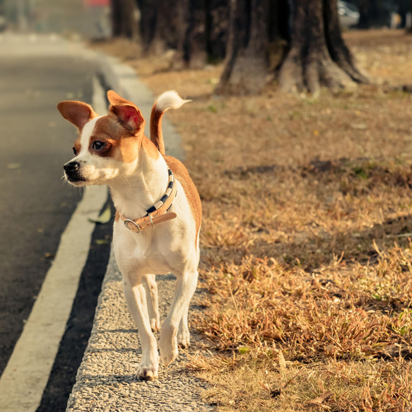 【鼻緒】犬 首輪 ★麻葉と市松の和柄★柔らかい風合いの首輪でワンちゃんの負担も軽減！× HaNaRaLa 14枚目の画像