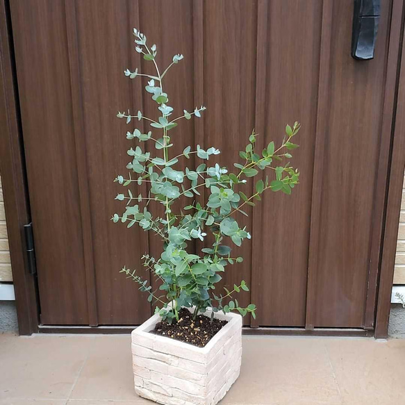 ボリューム株　ユーカリ　グニー　鉢植え　苗　シンボルツリーに ボリューム株 ユーカリ グニー 鉢植え 苗 シンボルツリーに 差し替え