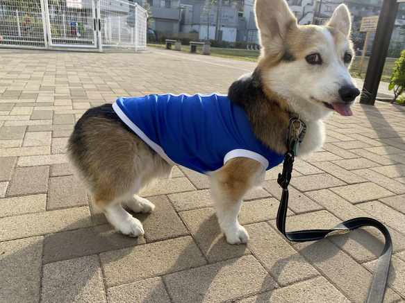 中型犬～大型犬服 泥除けタンクトップ　メッシュ 撥水 吸水速乾 8枚目の画像