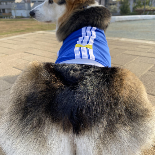 中型・大型犬服タンクトップ オーダー受付専用 41bfae71042f0979acb0c38f20a2ce