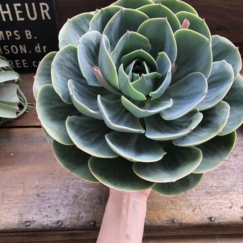 七福神⑦ エケベリア　多肉植物 七福神⑦ エケベリア 多肉植物