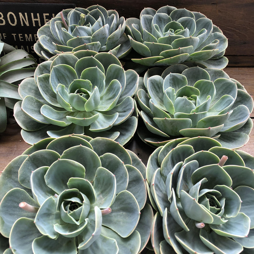 特大サイズ♡大苗♡七福神♡多肉植物♡エケベリア♡ アートフラワー