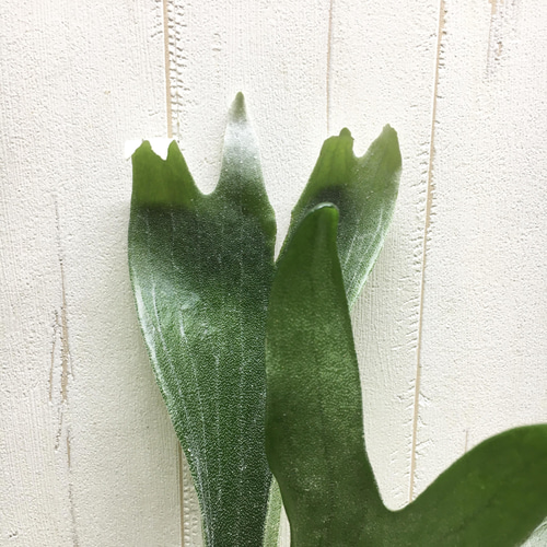 特大株！ ビカクシダ ネザーランド 6号 その他インテリア雑貨 PLANTS