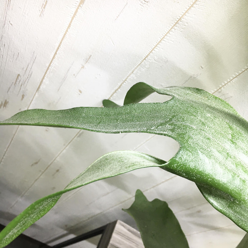 ビカクシダ ネザーランド(超大株) ビカクシダ ネザーランド(超大株)