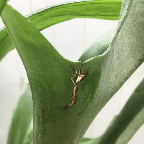 特大株！ ビカクシダ ネザーランド 6号 その他インテリア雑貨 PLANTS