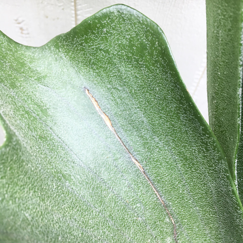 ビカクシダ ネザーランド(超大株) ビカクシダ ネザーランド大株 【公式通販】