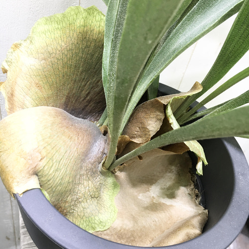 特大株！ ビカクシダ ネザーランド 6号 その他インテリア雑貨 PLANTS