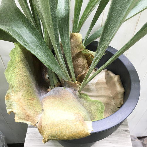 特大株！ ビカクシダ ネザーランド 6号 その他インテリア雑貨 PLANTS