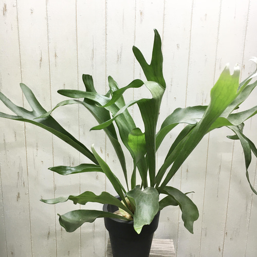 特大株！ ビカクシダ ネザーランド 6号 その他インテリア雑貨 PLANTS