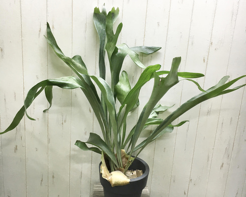 d2f0403e36e87ca9e9ba7b34d7d4db