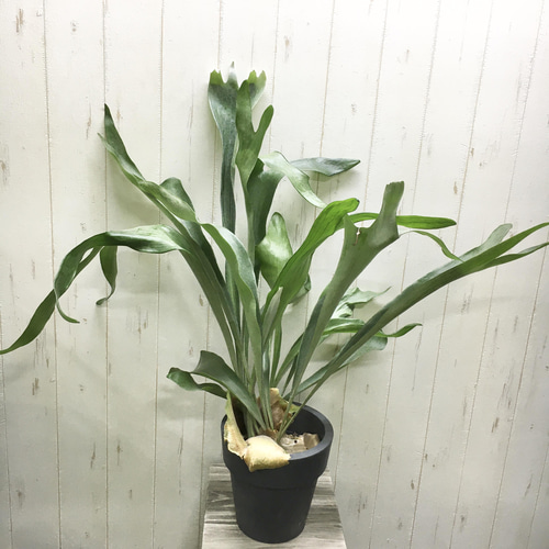 特大株！ ビカクシダ ネザーランド 6号 その他インテリア雑貨 PLANTS