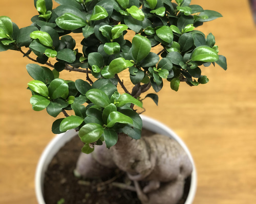 即*で様 ガジュマル　観葉植物　8号　約85センチ 観葉植物 8号 ガジュマル」の人気商品一覧 | 安い商品を通販