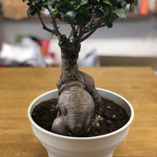 送料無料 ガジュマル 8号鉢（24センチ） その他インテリア雑貨