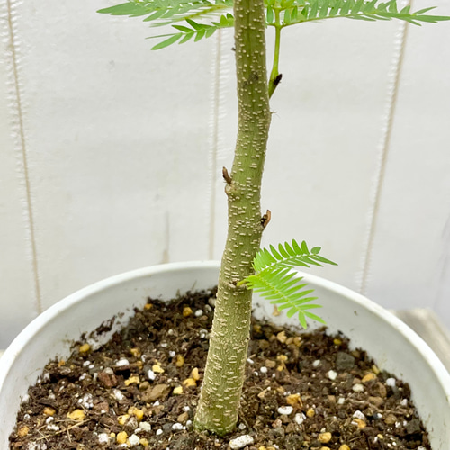 幹太め ネムノキ エバーフレッシュ その他インテリア雑貨 PLANTS