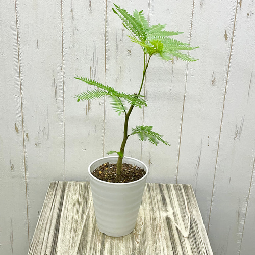 幹太め ネムノキ エバーフレッシュ その他インテリア雑貨 PLANTS SHOP