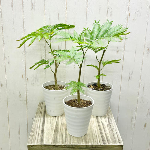 エバーフレッシュ 幹太め