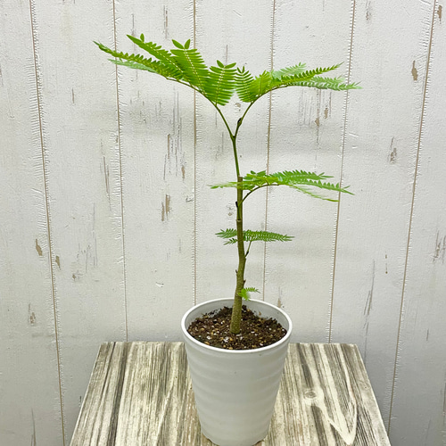 幹太め ネムノキ エバーフレッシュ その他インテリア雑貨 PLANTS SHOP