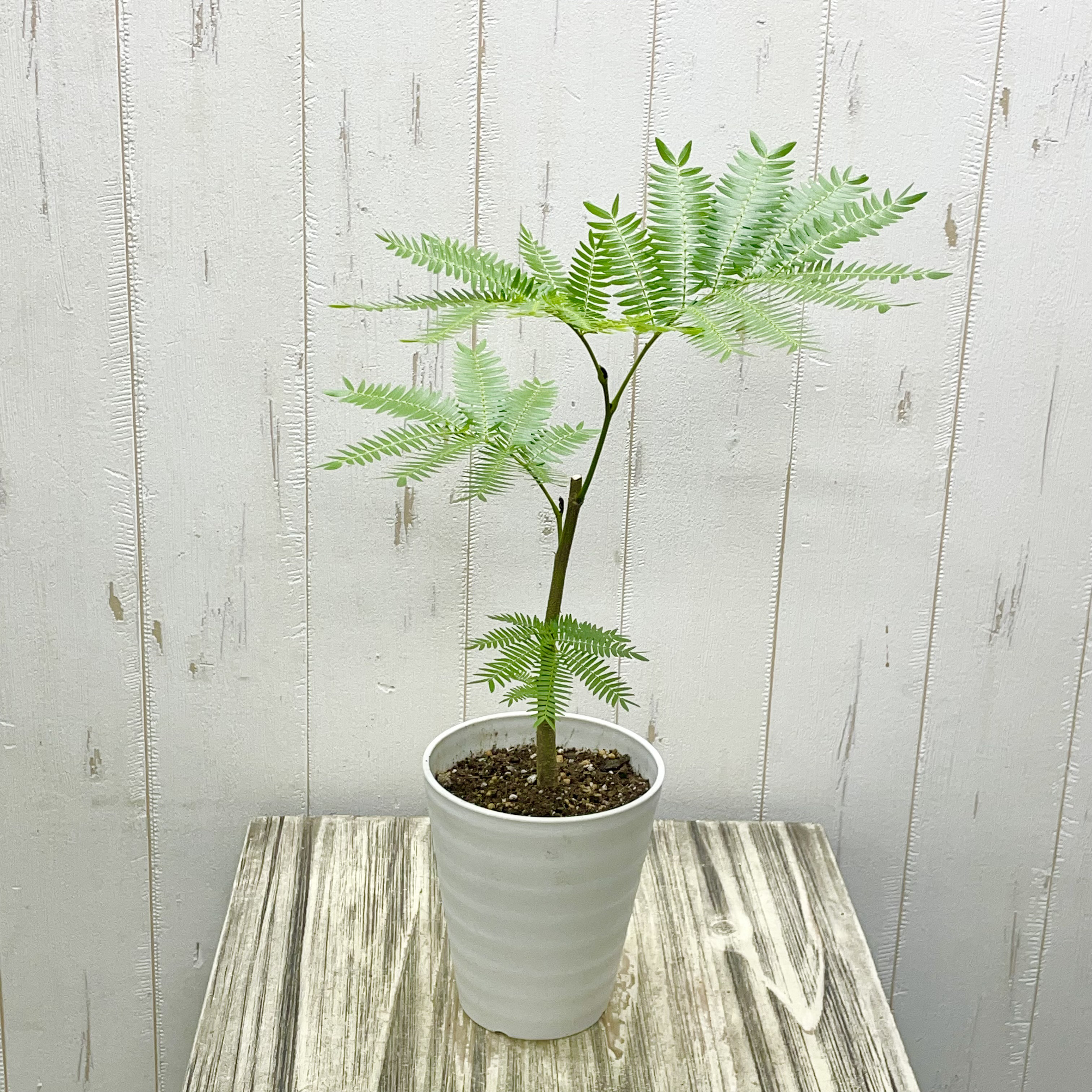 幹太め ネムノキ エバーフレッシュ その他インテリア雑貨 PLANTS