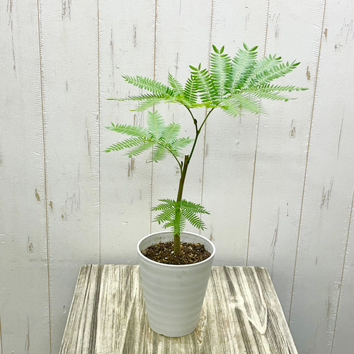 幹太め ネムノキ エバーフレッシュ その他インテリア雑貨 PLANTS SHOP
