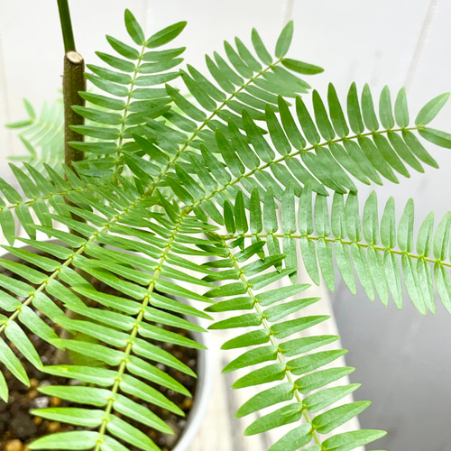 幹太め ネムノキ エバーフレッシュ その他インテリア雑貨 PLANTS