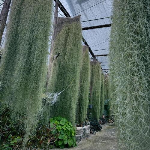 ウスネオイデス（スパニッシュモス） グリーン エアプランツ