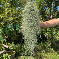 エアプランツ 店長おすすめお買い得5株セット！ ※専門農家がお届け