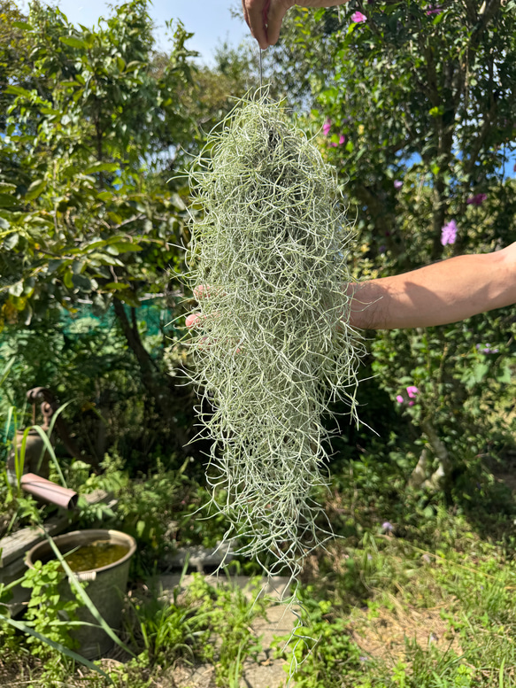 ウスネオイデス（スパニッシュモス） グリーン エアプランツ