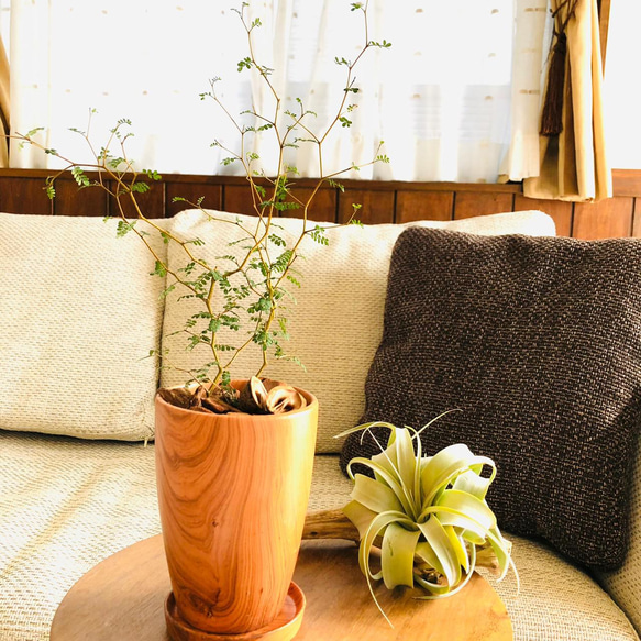Rose Wood テラコッタ鉢　メルヘンの木　受け皿付き 観葉植物　インテリア 1枚目の画像