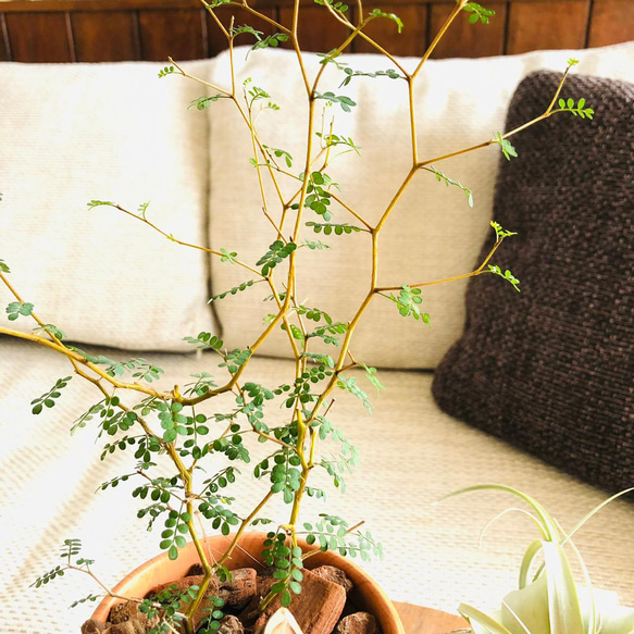 Rose Wood テラコッタ鉢　メルヘンの木　受け皿付き 観葉植物　インテリア 3枚目の画像