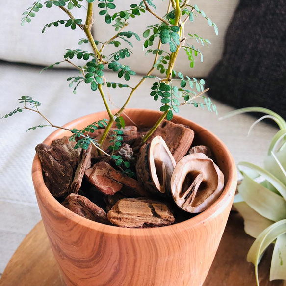 Rose Wood テラコッタ鉢　メルヘンの木　受け皿付き 観葉植物　インテリア 4枚目の画像