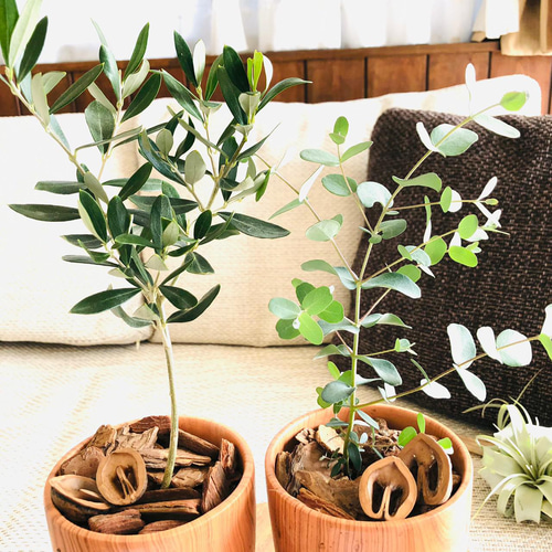 大きめ オリーブの木 エルグレコ テラコッタ鉢植え 苗 シンボルツリー