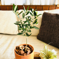 Rose Wood テラコッタ鉢　セット　オリーブの木　グニー　受け皿付き 観葉植物　インテリア 5枚目の画像