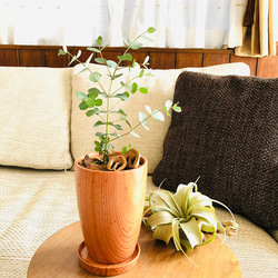 Rose Wood テラコッタ鉢　セット　メルヘンの木　グニー　受け皿付き 観葉植物　インテリア 6枚目の画像