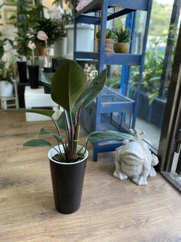 レア　超特大　フィロデンドロン　先祖返り　バーキン　ロジョコンゴ　2024419 フィロデンドロン | STORES レア 超特大 フィロデンドロン