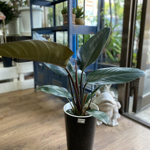 観葉植物】フィロデンドロン ロジョコンゴ 5号 401 送料無料 その他