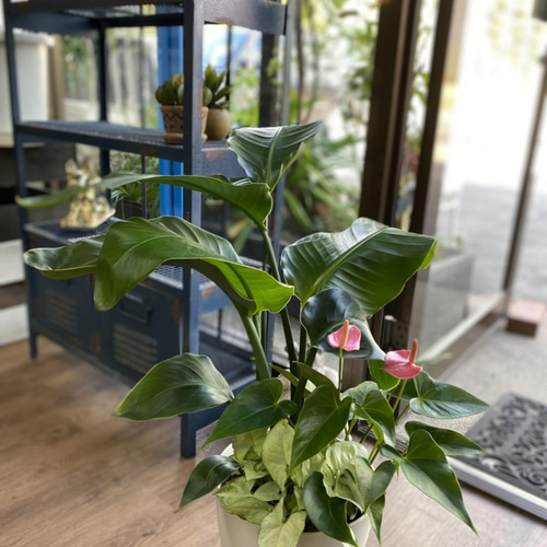 【観葉植物】寄せ植え Enjoy!Greentime】観葉植物の寄せ植え 10号の通販 | GreenSnap