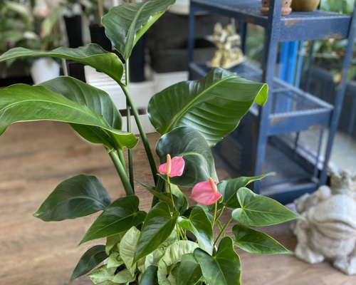 【観葉植物】寄せ植え Enjoy!Greentime】観葉植物の寄せ植え 10号の通販 | GreenSnap