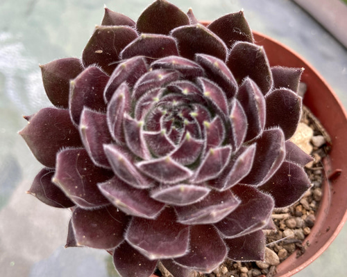 sold 多肉植物 クリープランドモーガン 多肉植物 抜き苗