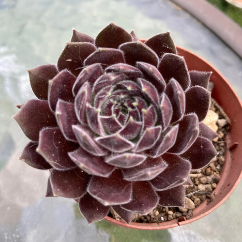 sold 多肉植物 クリープランドモーガン 多肉植物 抜き苗