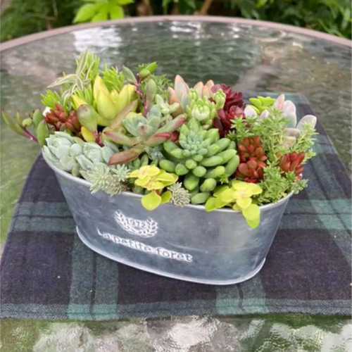 多肉植物 初夏の多肉セダムの寄せ植え そのまま飾れる ブリキ鉢