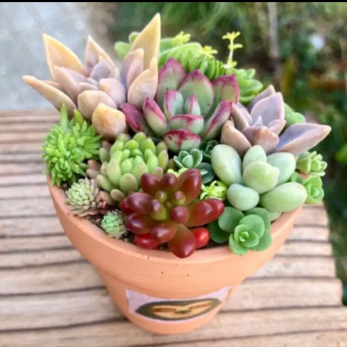 多肉植物 寄せ植え○陶器鉢 長方形鉢 多肉植物 そのまま飾れて