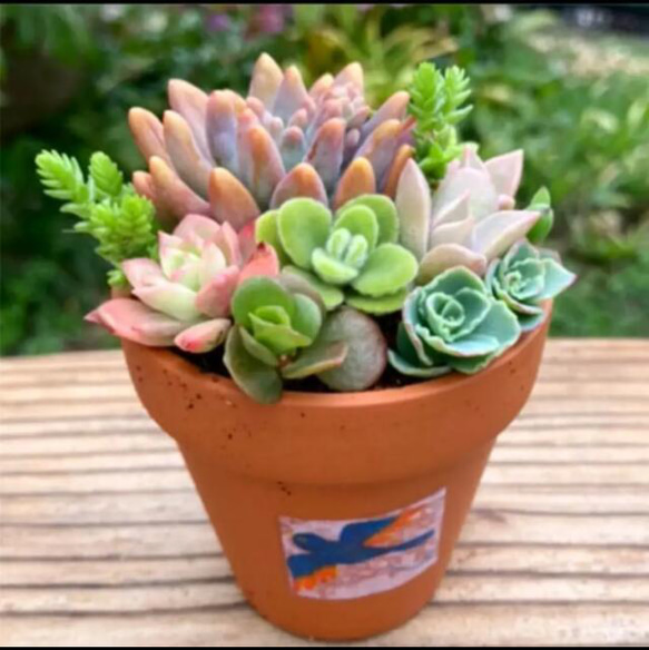 多肉植物 寄せ植え そのまま飾れる 選べる 素焼き鉢寄せ植え 多肉植物