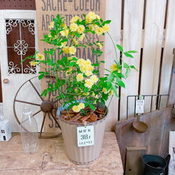 現品！モッコウバラ♡【毎年楽しめる可愛い小輪ミニ薔薇