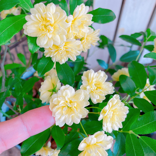 ミニ薔薇　モッコウバラ　白花　盆栽　まるり鉢 モッコウバラ （木香薔薇） 白花 9cmポット苗 2個セット 園芸